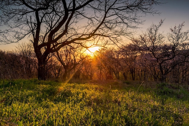 Puesta de sol en el bosque de primavera