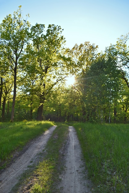 Puesta de sol en el bosque verde de verano