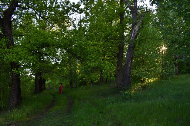 Puesta de sol en el bosque verde de verano