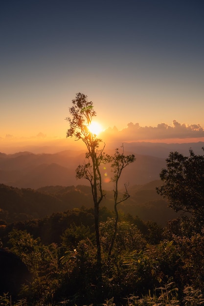 Puesta de sol brillando sobre la montaña con rama de árbol en la selva tropical