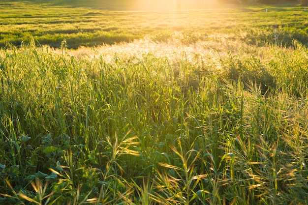 Puesta de sol brillante sobre campo verde. Prado verde.