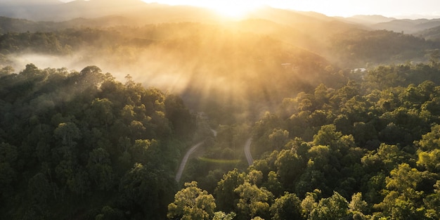 Puesta de sol brumosa en el bosque en verano