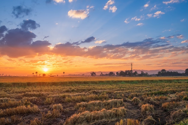 puesta de sol en un campo de arroz