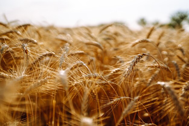 Puesta de sol campo dorado de trigo en la noche Crecimiento naturaleza cosecha Agricultura granja