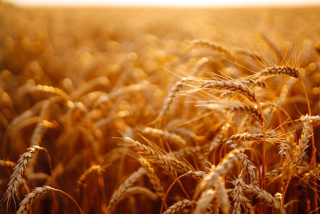 Puesta de sol campo dorado de trigo en la noche Crecimiento naturaleza cosecha Agricultura granja