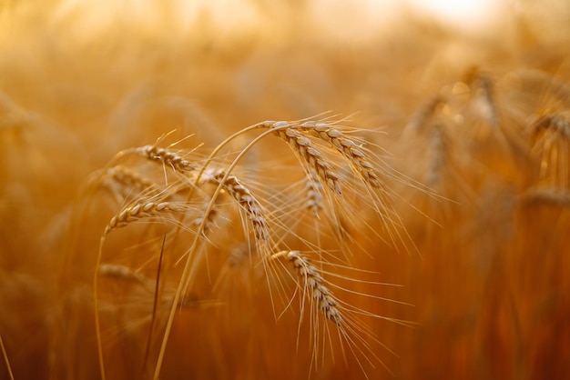 Puesta de sol campo dorado de trigo en la noche Crecimiento naturaleza cosecha Agricultura granja