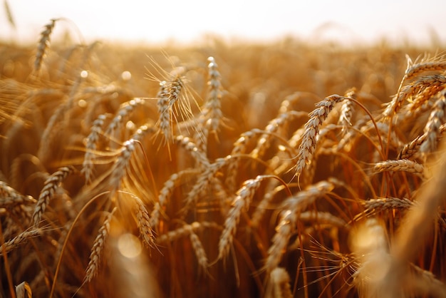 Puesta de sol campo dorado de trigo en la noche Crecimiento naturaleza cosecha Agricultura granja