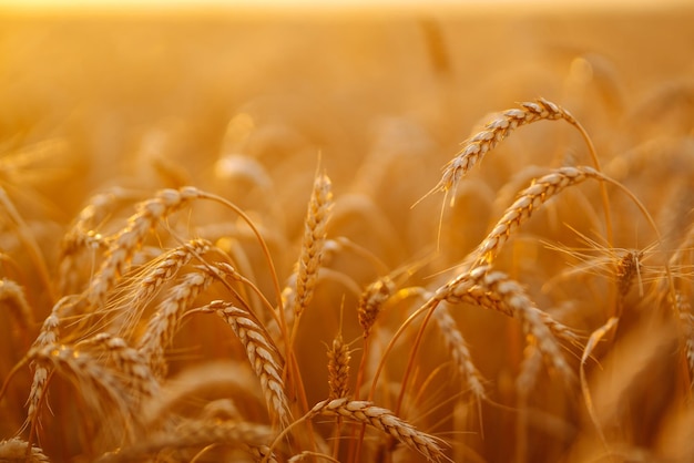 Puesta de sol campo dorado de trigo en la noche Crecimiento naturaleza cosecha Agricultura granja