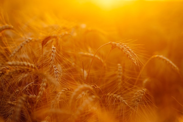 Puesta de sol campo dorado de trigo en la noche Crecimiento naturaleza cosecha Agricultura granja