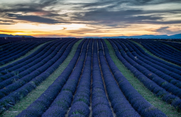 Puesta de sol en un campo de lavanda en Valensole Francia