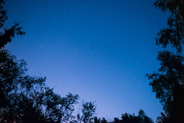 Puesta de sol y cielo azul oscuro de la noche en el bosque con estrellas brillantes como fondo del espacio