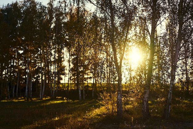 Puesta de sol detrás de árboles