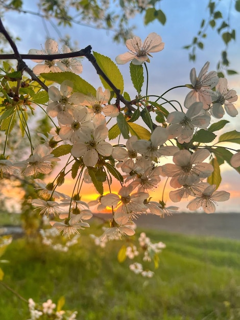 Puesta de sol detrás de un cerezo en flor