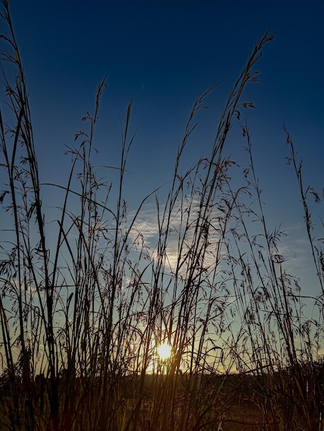 puesta de sol detrás de la hierba con cielo azul