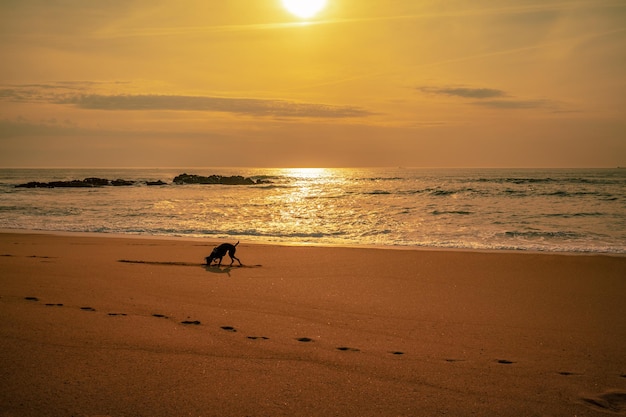 Foto puesta de sol dorada sobre el océano silueta de un perro caminando por la playa