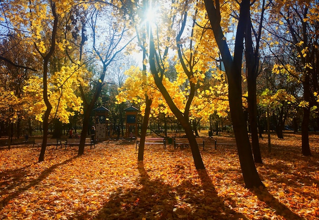 Puesta de sol en el fondo del paisaje del parque de otoño