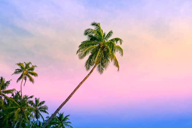 Puesta de sol con gradientes y palmeras de coco paisaje tropical