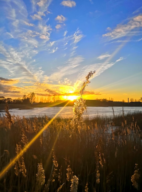 Puesta de sol Hermosos rayos del sol se entrelazan en las cañas contra el cielo azul