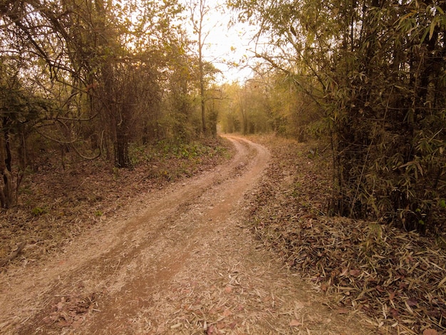 Puesta de sol de la hora dorada en el bosque del Parque Nacional Tadoba