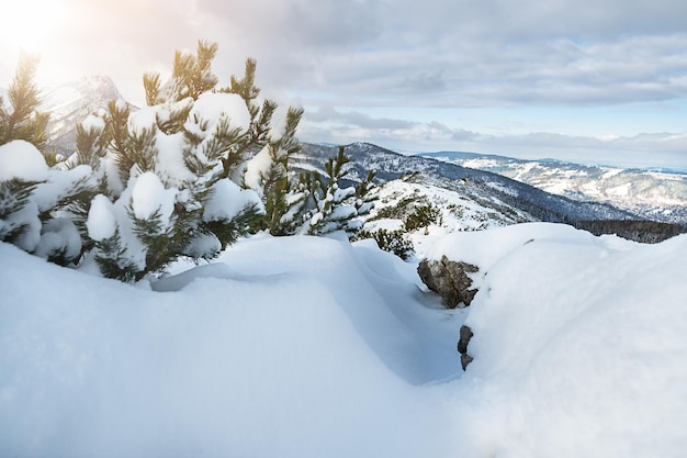 Puesta de sol de invierno, fondo de bosque de pinos cubierto de nieve fresca. Foto de alta calidad