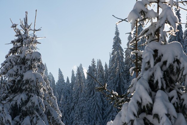 puesta de sol de invierno, fondo de bosque de pinos cubierto de nieve fresca