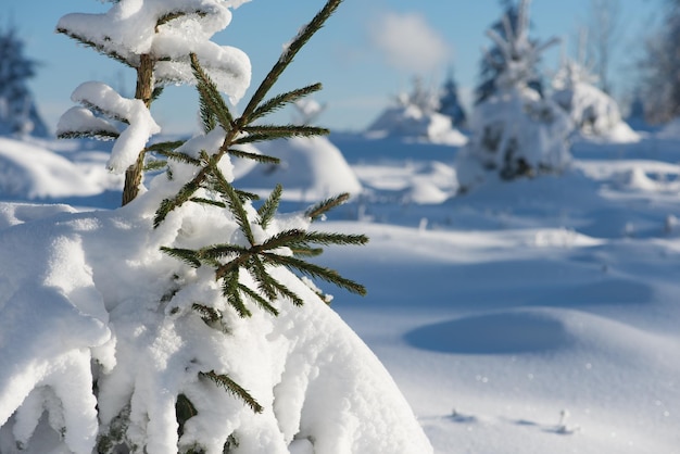 puesta de sol de invierno, fondo de bosque de pinos cubierto de nieve fresca