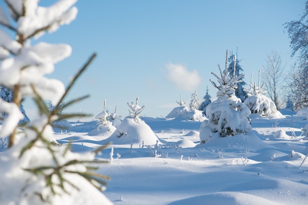 puesta de sol de invierno, fondo de bosque de pinos cubierto de nieve fresca