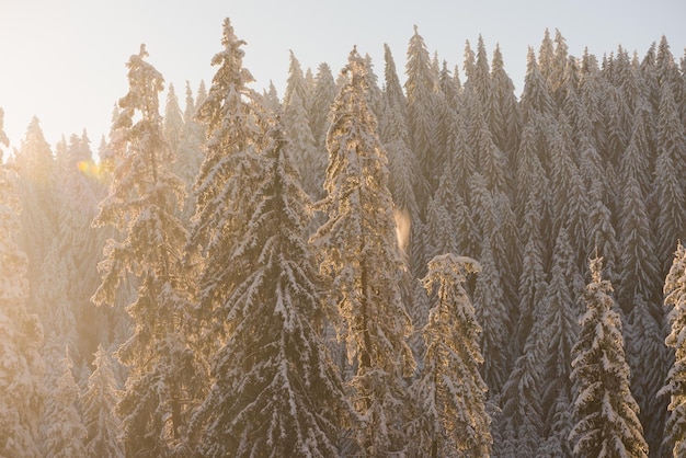 puesta de sol de invierno, fondo de bosque de pinos cubierto de nieve fresca