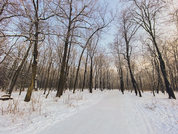 Puesta de sol de invierno en el parque cubierto de nieve Concepto de temporada y clima frío