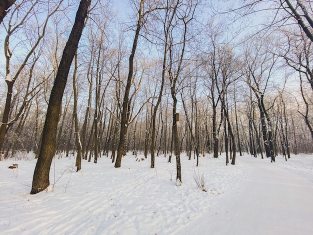 Puesta de sol de invierno en el parque cubierto de nieve Concepto de temporada y clima frío