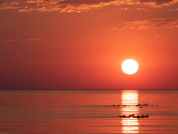 puesta de sol en el mar en el cielo rojo reflejos en pequeñas olas y silueta de aves acuáticas