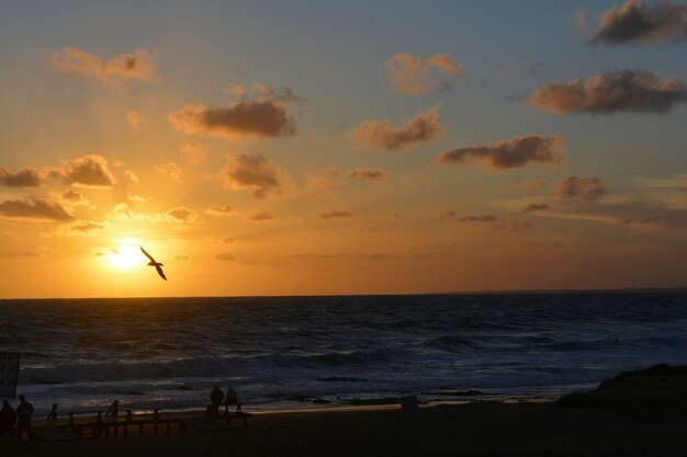 puesta de sol en el mar con gaviotas volando