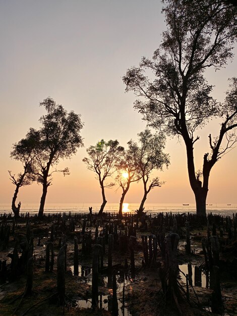 Foto la puesta de sol en el mar con hierba y árboles en primer plano