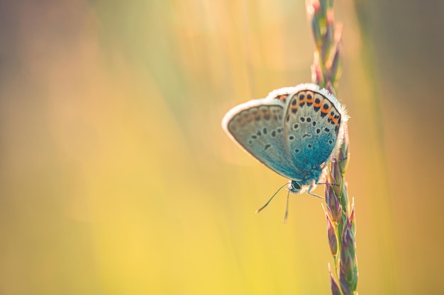 Puesta de sol naturaleza prado campo sueño mariposa como concepto de fondo. Hermoso prado borroso de otoño