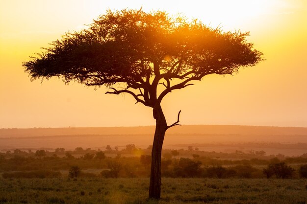 Foto la puesta de sol en la naturaleza