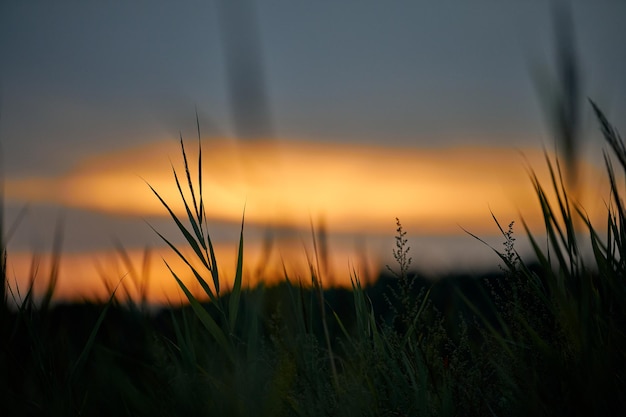 Puesta de sol por la noche a través de la espesa hierba en la pradera Hermosa puesta de sol escénica al aire libre enfoque suave Encantador paisaje de cielo amarillo fondo crepuscular borroso