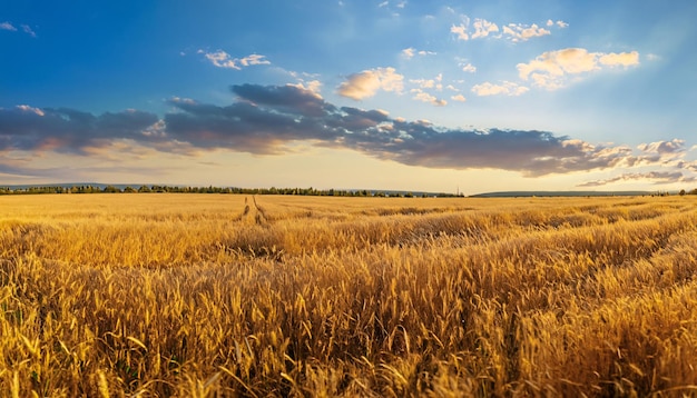 Puesta de sol o amanecer en un campo de trigo dorado con orejas en primer plano