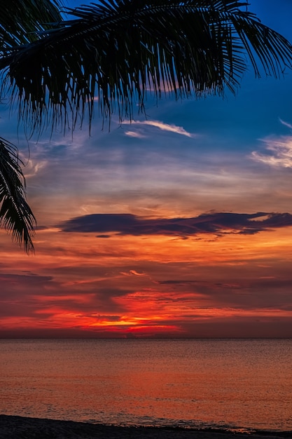 Puesta de sol y palmeras - fondo de naturaleza.