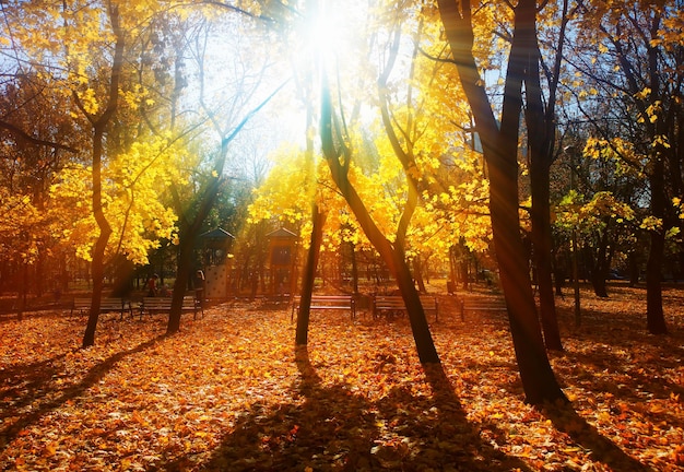 Foto puesta de sol en el parque de otoño con dramático fondo de fuga de luz