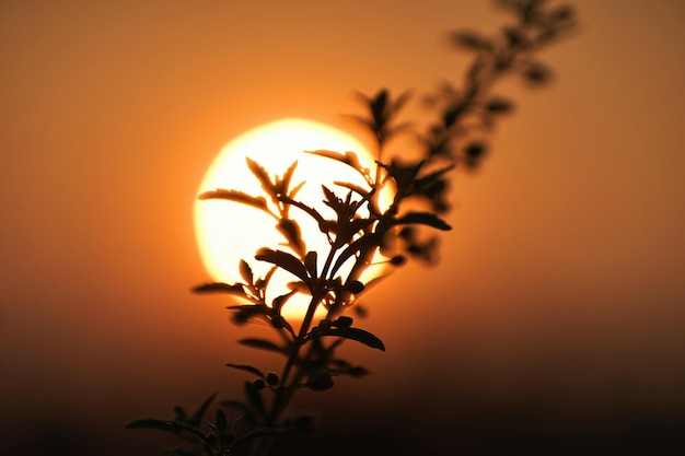 Una puesta de sol con una planta en primer plano y el sol al fondo.