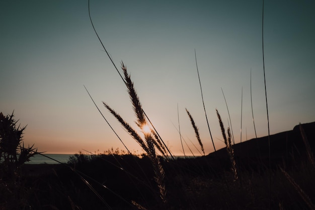 puesta de sol y planta silvestre.