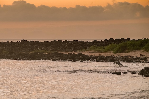 La puesta de sol en la playa de Punta Carola con un león marino jugando en el mar cerca de la costa de las Islas Galápagos