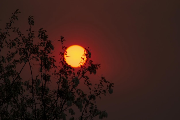 Puesta del sol roja detrás de las siluetas de los árboles