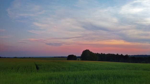 Puesta de sol rosa suave en el campo