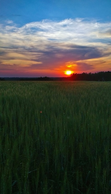 Puesta de sol rosa suave en el campo