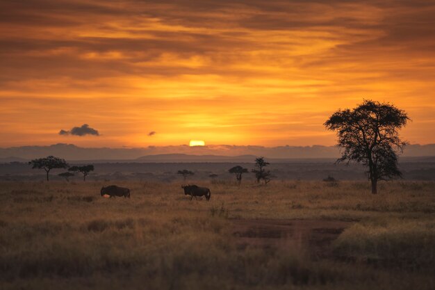 Foto puesta de sol en la sabana