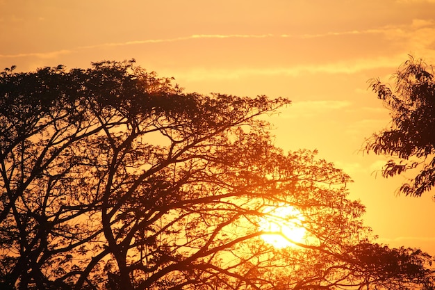 Puesta de sol con la silueta de los árboles.