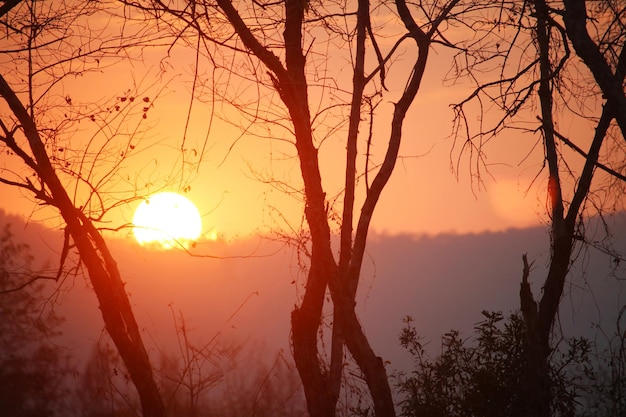 Puesta de sol con la silueta de los árboles.