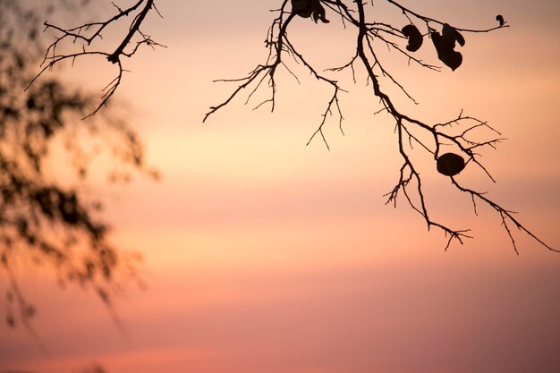 Puesta de sol con la silueta de los árboles.