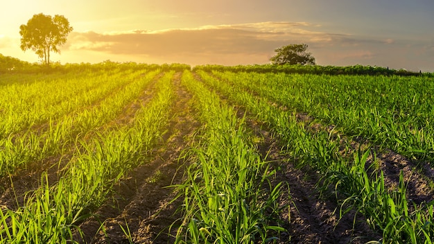 Puesta de sol sobre el campo de caña de azúcar